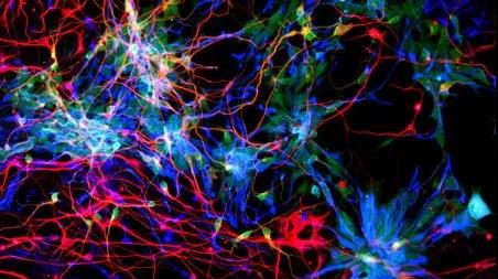  两篇Cell重磅 三种基因告诉你人脑何以为人脑
