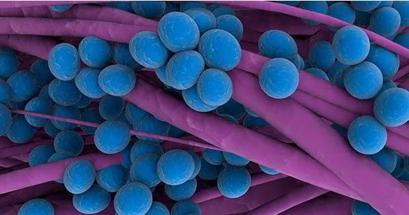 科学家首次发现超级细菌会抑制免疫系统功能