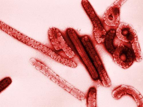 预防高度致死性的埃博拉 马尔堡病毒的进展