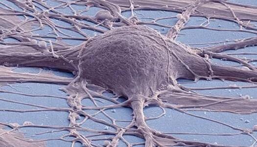 植入小鼠干细胞在脊髓损伤中恢复功能