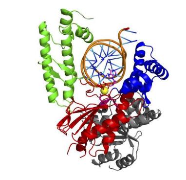 MolCell：揭示对癌症生长非常重要的聚合酶此前未知的双重功能有望帮助开发新型抗癌疗法