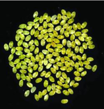 　　黄金大米，又名“金色大米”，是一种转基因大米，由美国先正达公司研发。其不同于正常大米的主要功能为帮助人体增加维生素A吸收。因为色泽发黄，该大米品种被称为“黄金大米”。